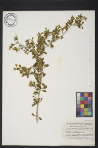 Machaonia microphylla image
