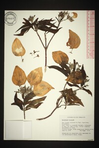 Mussaenda frondosa image