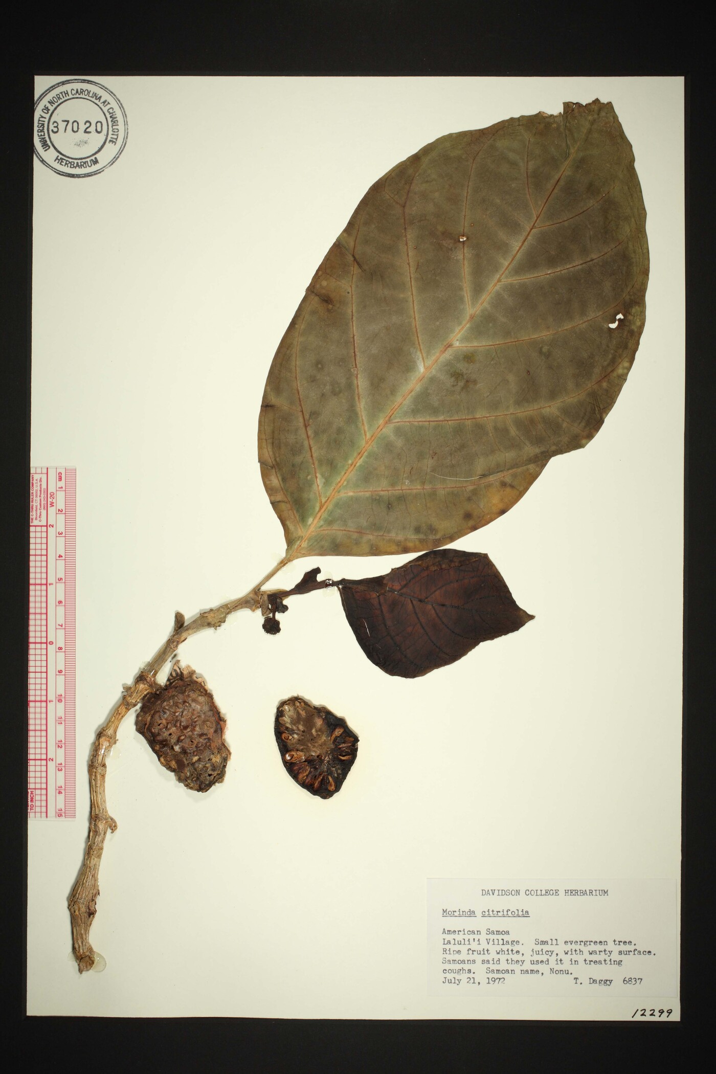 Morinda citrifolia image
