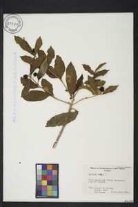 Morinda umbellata image