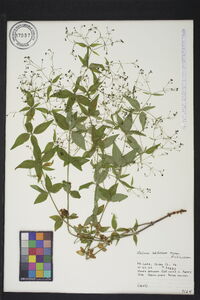 Galium latifolium image