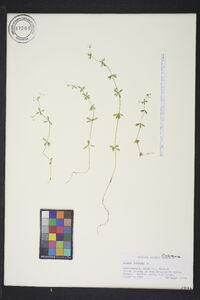 Galium trifidum image