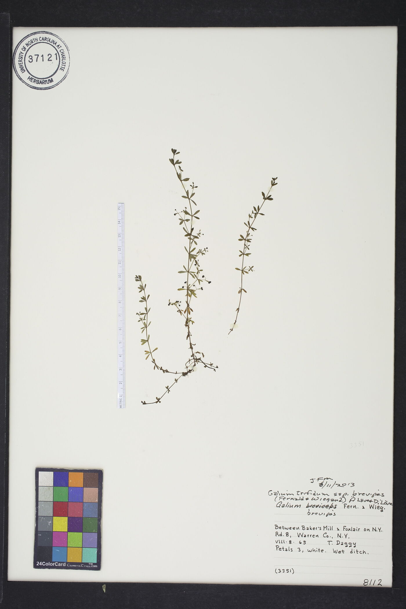 Galium brevipes image