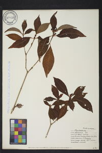 Psychotria nervosa image