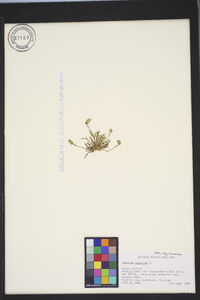 Plantago coronopus image