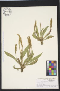 Plantago tweedyi image