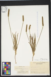 Plantago wrightiana image