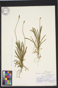 Plantago wrightiana image