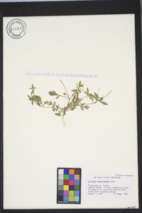 Collomia heterophylla image