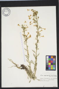 Ipomopsis aggregata image