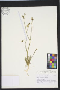 Gilia achilleifolia subsp. multicaulis image