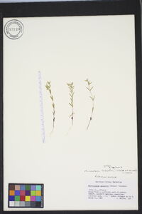 Phlox gracilis image