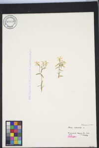 Phlox subulata image