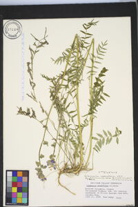 Polemonium caeruleum image