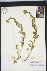 Polemonium foliosissimum image