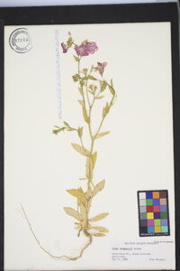 Phlox drummondii image