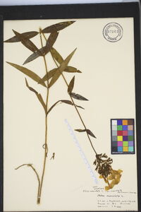 Phlox maculata var. maculata image