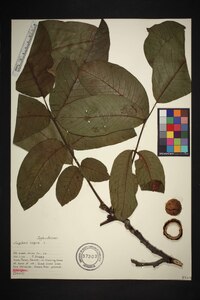 Juglans regia image