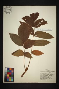 Juglans ailantifolia image