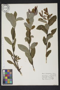 Salix pedicellaris image