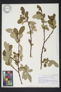 Salix scouleriana image