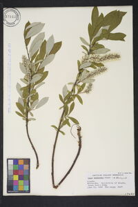 Salix sitchensis image