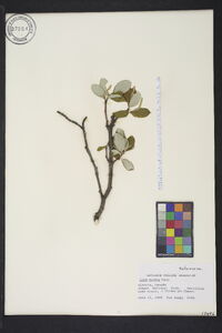 Salix vestita image