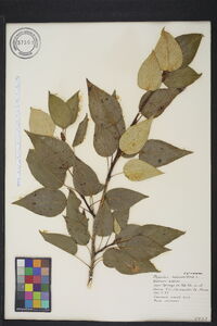 Populus balsamifera image