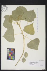 Populus fremontii image