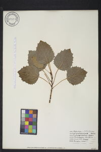 Populus grandidentata image