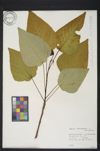 Populus heterophylla image