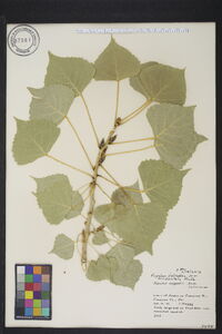 Populus deltoides subsp. monilifera image