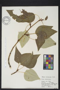 Populus trichocarpa image