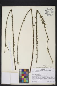 Salix humilis var. tristis image