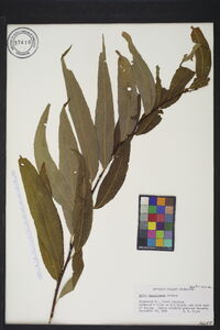 Salix caroliniana image