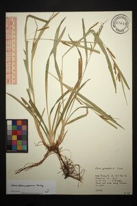 Carex flaccosperma image