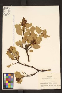 Arctostaphylos patula subsp. patula image