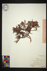 Eriogonum fastigiatum image