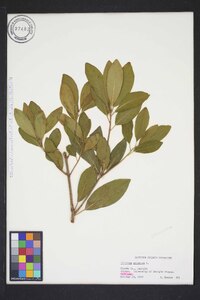 Illicium anisatum image