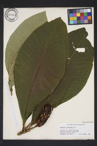 Magnolia tripetala image