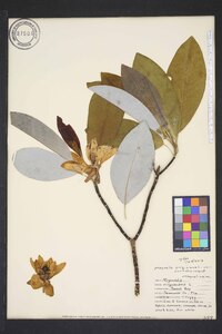 Magnolia virginiana var. australis image