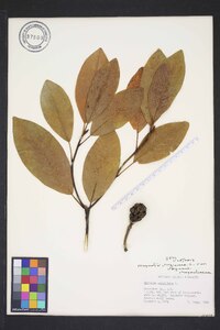 Magnolia virginiana image