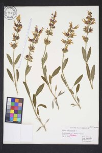 Salvia officinalis image