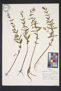 Scutellaria galericulata image