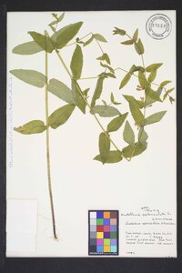 Scutellaria galericulata image