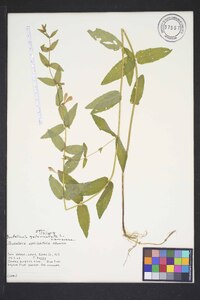 Scutellaria galericulata image