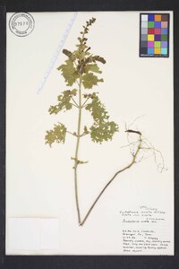 Scutellaria ovata image