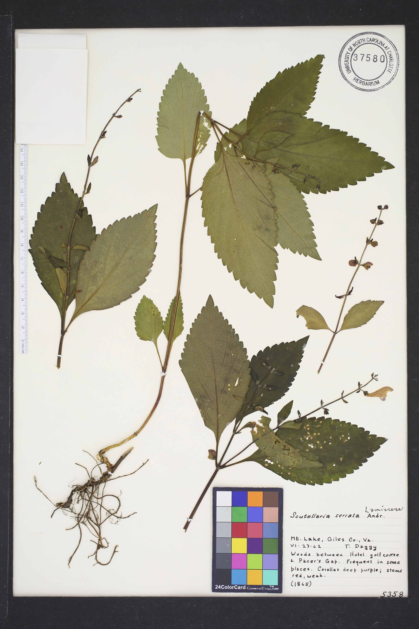 Scutellaria serrata image