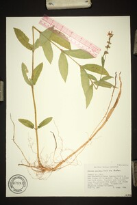 Stachys latidens image