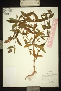 Stachys palustris image